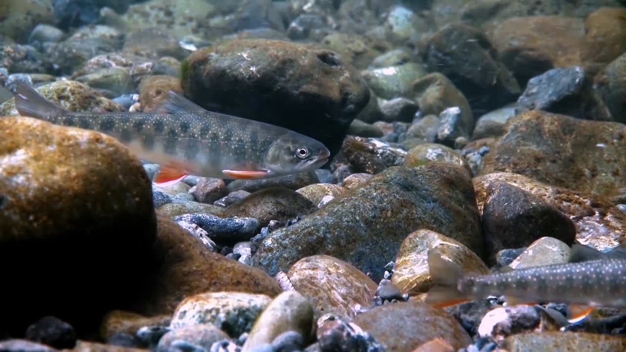 подводная камера показывает, как форель плавает на аляске