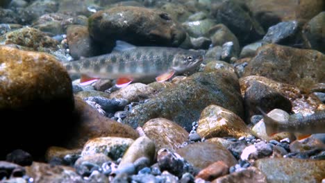 an underwater camera shows trout swimming in alaska