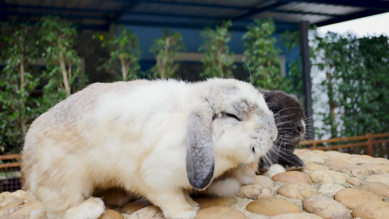 농장에서 토끼를 습니다.