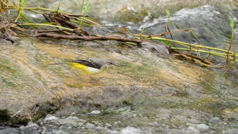 Close-up-of-Grey-Wagtail-Pecking-Food-in-Flowing-Mountain-Stream