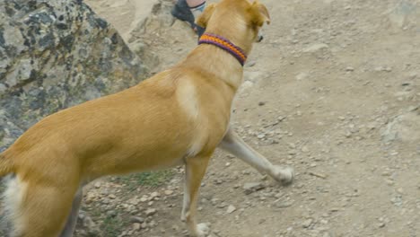 Un-Perro-Marrón-En-El-Parque-Nacional-Jasper-En-Canadá