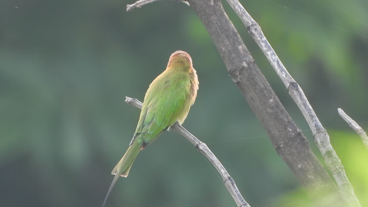 벌 먹는 사람 - 초록색 - 아버지