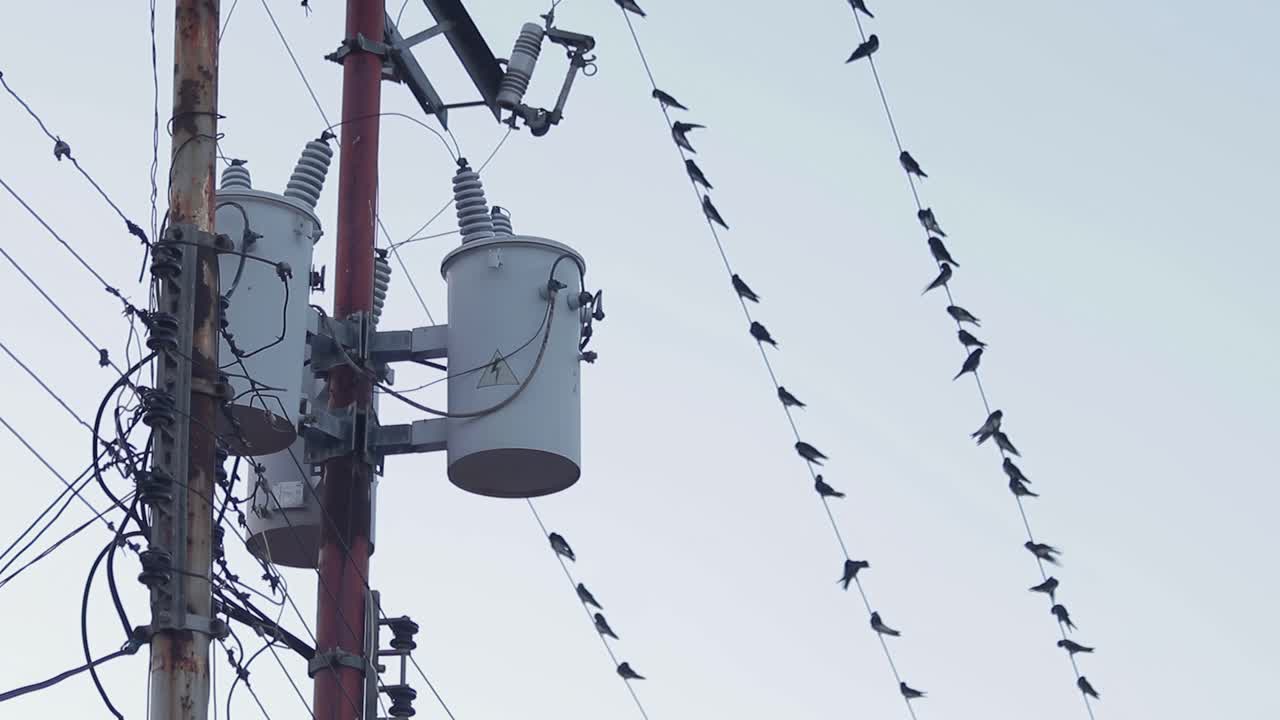 уличный столб с электрическим трансформатором и несколькими проводами с птицами на столбе