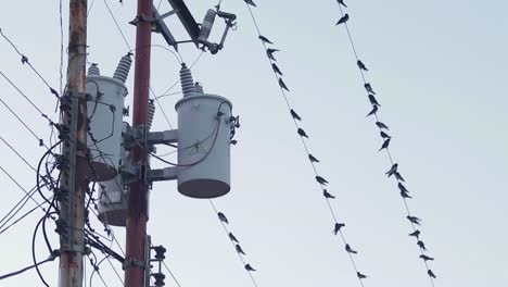 전력 변압기 와 여러 개 의 전선 을 가진 거리 기둥 과 기둥 에 있는 새 들
