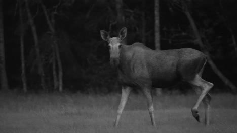 female moose walking at night, turning to look at camera, slow motion