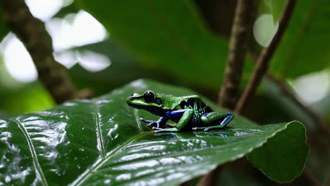 colorful poison dart frog on a leaf