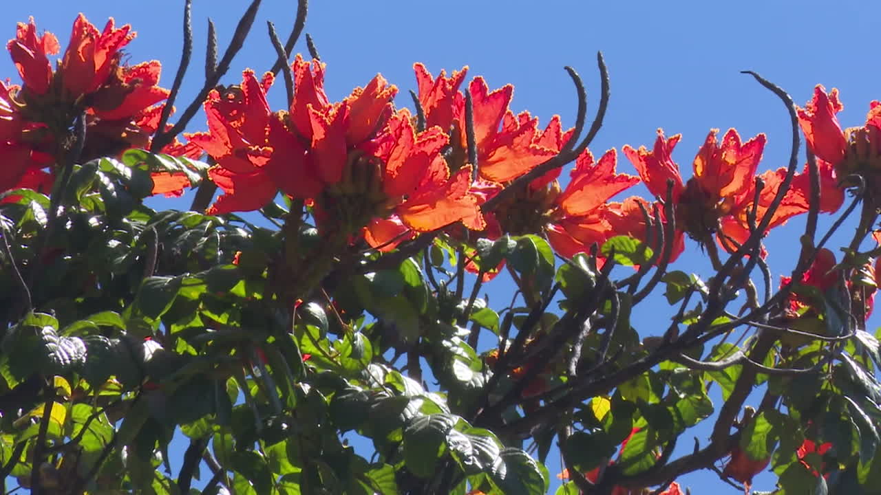 Close-up of vibrant orange flowers on a tree