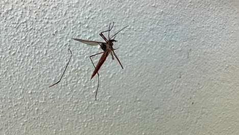 crane fly struggles to escape spider in web against plaster wall back