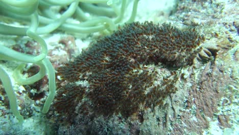 clownfish egg cluster blows sways in water currents around reef