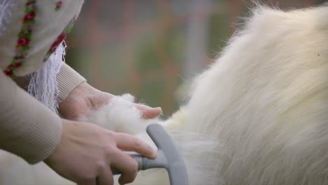 combing cashmere goat work close up