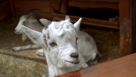 goat. a white goat lies on the hay