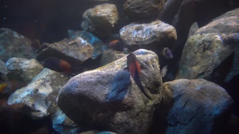 tropheus bemba striped fish shool in clear aquarium