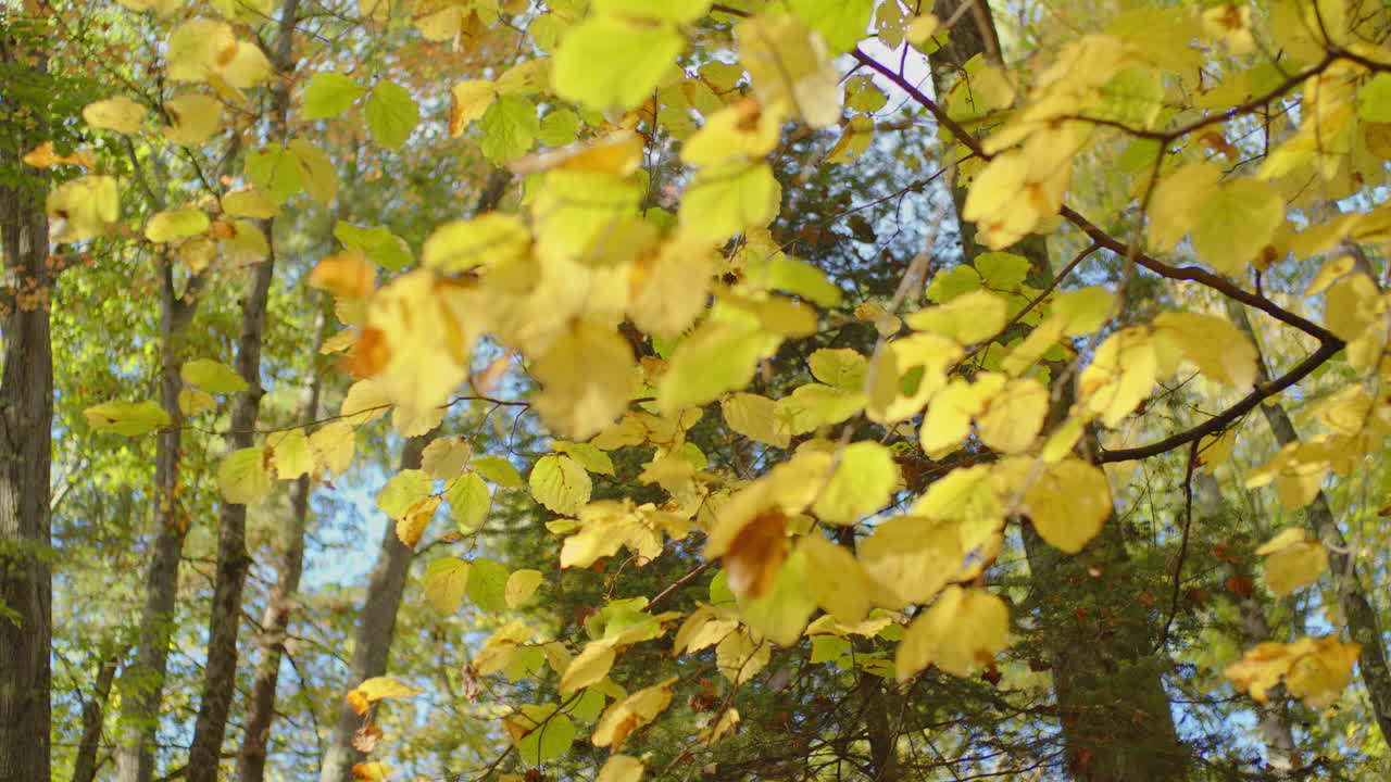 Zeitlupeaufnahme, die in die Baumkrone mit herbstlichen Farben blickt