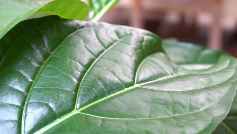cámara lenta constante panorámica a través de las venas de las plantas tropicales