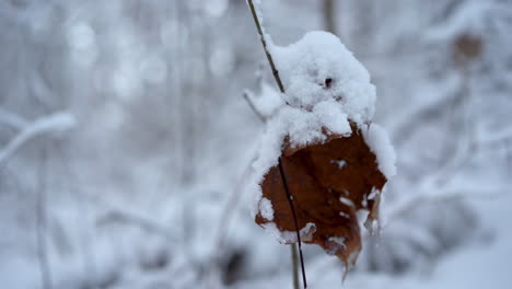 foto fija de una vieja hoja marrón nevada enredada entre las ramas