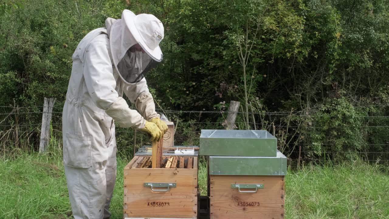 A beekeeper spends time in the middle of the forest by the beehives, holding a bee vacuum cleaner used to produce white smoke to calm the bees, he sprays it over the apiary