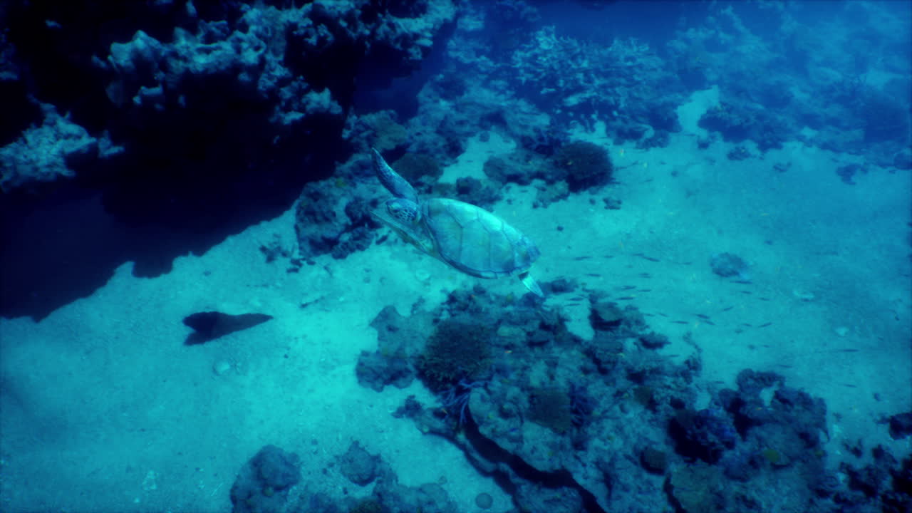 산호초 를 헤엄치는 바다 거북이