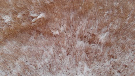 looking down on red frozen reeds in a swamp covered in snow in latvia in winter with hikers nearby