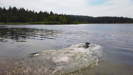 a man and woman throw a stick into a lake for their dog to fetch in slow motion