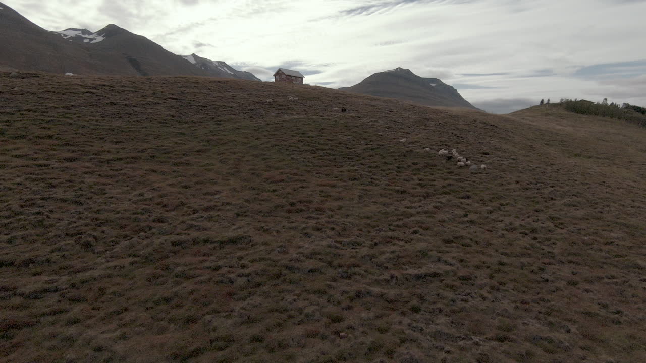 carro lento hacia la manada de caballos islandeses jugando