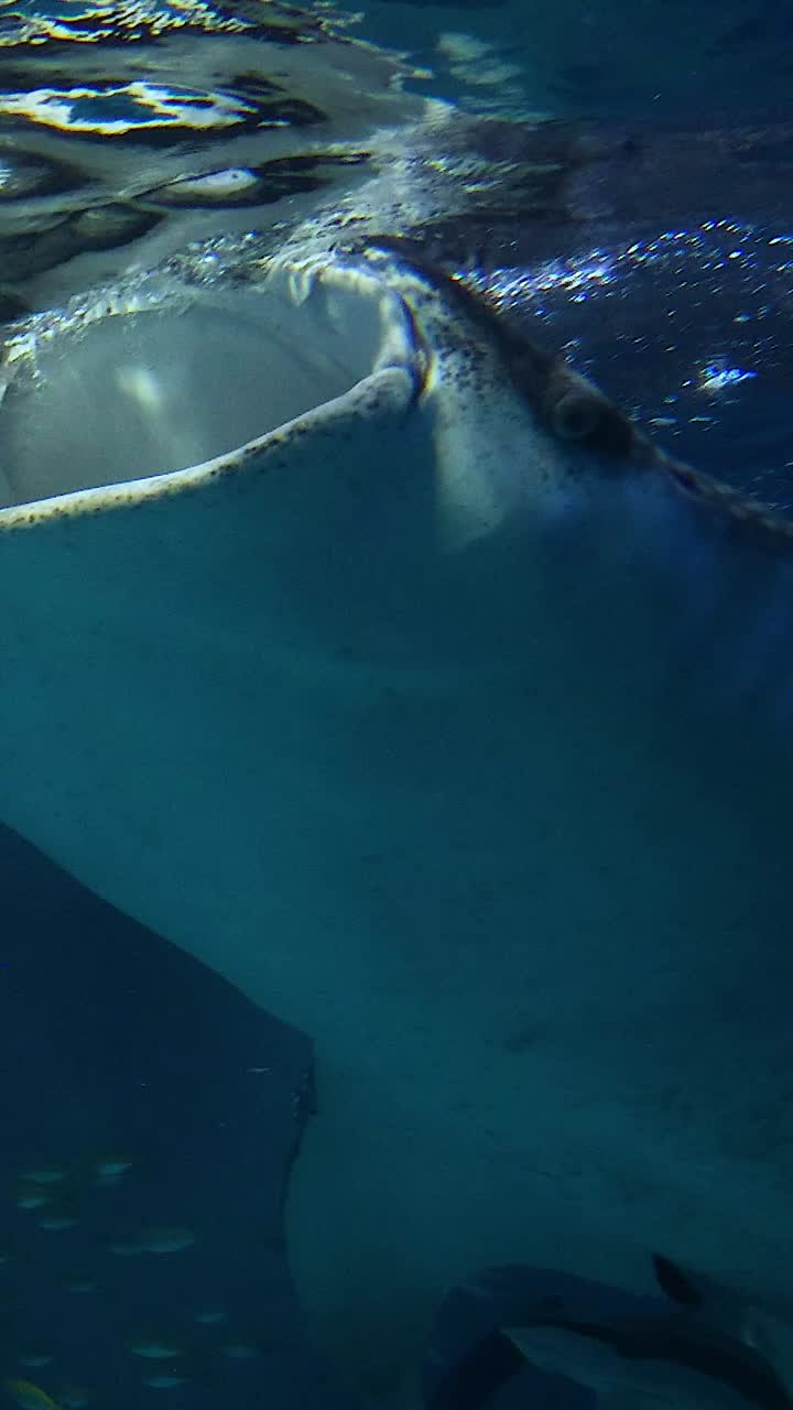 gigante suave nadando en un entorno de cautiverio