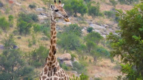 Close-up-shot-of-a-giraffe's-neck,-while-it's-wandering-around-a-tree-meanwhile-a-couple-birds-are-perched-on-its-neck-and-back