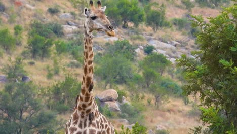 close up shot of a giraffe's neck, while it's wandering around a tree meanwhile a couple birds are perched on its neck and back