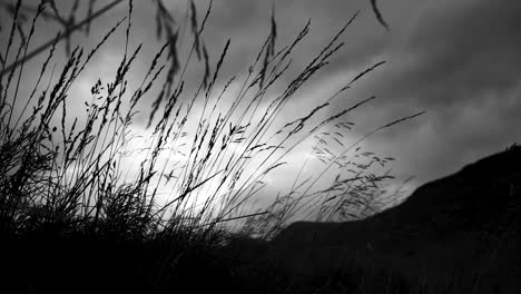 Dramatische-Aufnahme-Von-Pflanzen,-Die-Sich-Im-Wind-Bewegen,-Mit-Einem-Langsamen-Übergang-Zu-Einer-Silhouette,-Die-Auf-Die-Berge-Zugeht