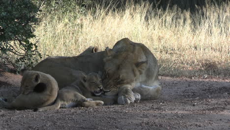 lion cubs and lioness resting in shade on hot day in african savanna, close up