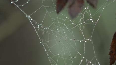 telaraña atrapada cubierta de rocío matutino, colocada en un prado entre tallos, día brumoso en un prado de otoño, tiro cerrado moviéndose lentamente en un viento tranquilo