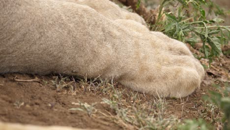 Primer-Plano-De-Las-Patas-De-Un-León-Descansando-En-El-Suelo,-Imagen-Trágica-De-Un-León-Muerto