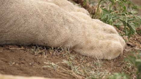 primer plano de las patas de un león descansando en el suelo, imagen trágica de un león muerto