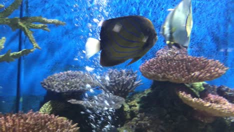 bluering angelfish in aquarium