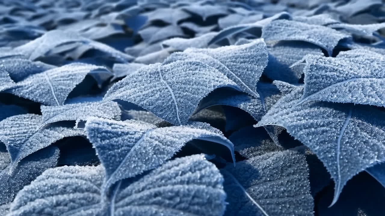 Frost-Kissed Blue Leaves