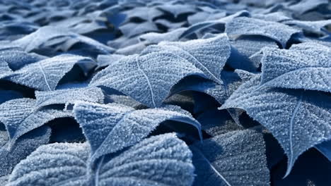 frost-kissed blue leaves