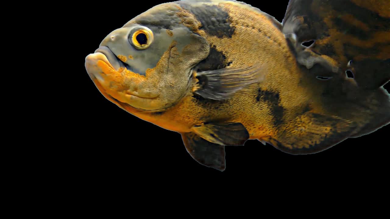 아마존 열대 물고기 - 호랑이 오스카, 검은 바탕, 크로마 키