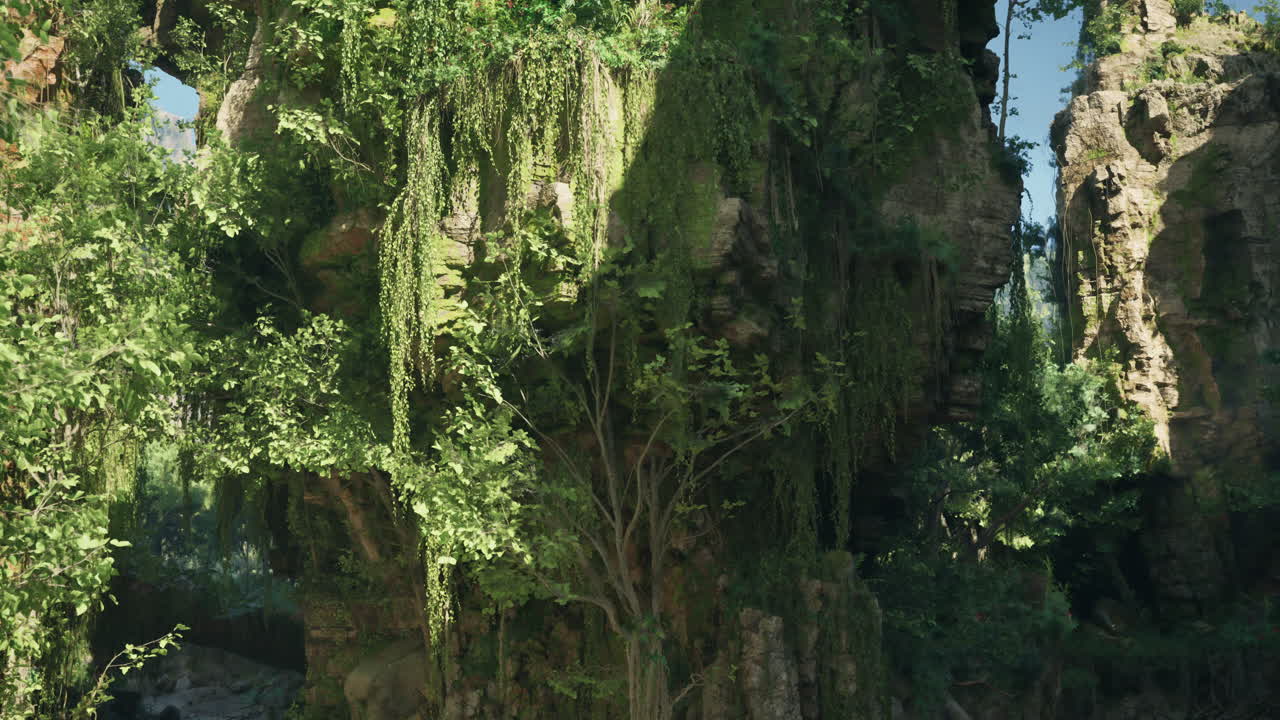 selva exuberante con rocas de musgo