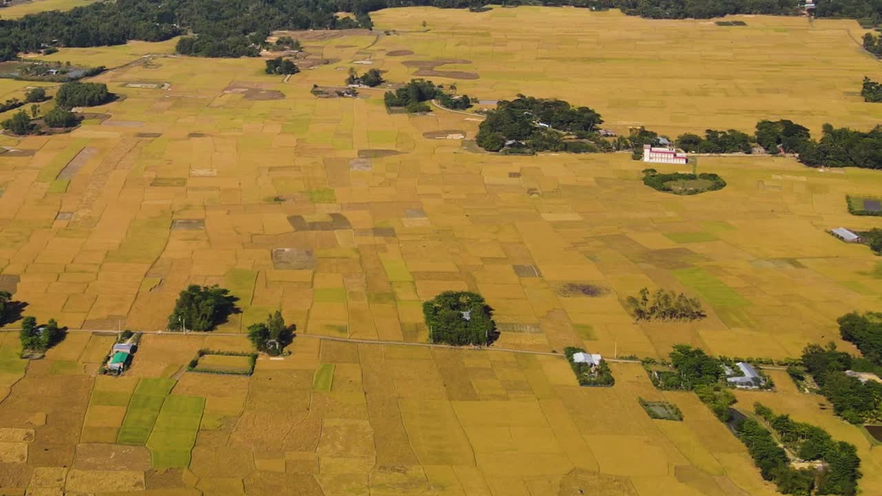 campos de arroz en bangladesh en toma aérea de drones