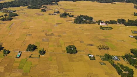 Reisfelder-In-Bangladesch-In-Luftdrohnenaufnahme