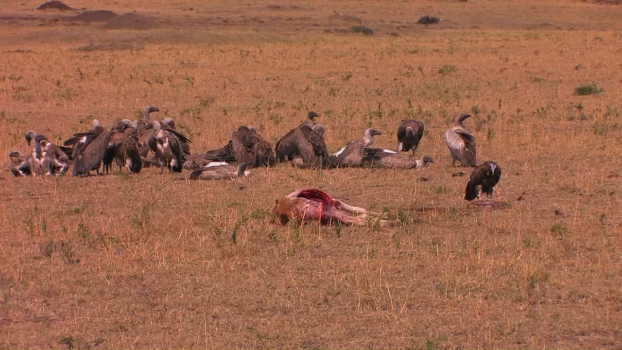 독수리는 반쯤 먹은 동물의 시체 근처에서 휴식을 취합니다.