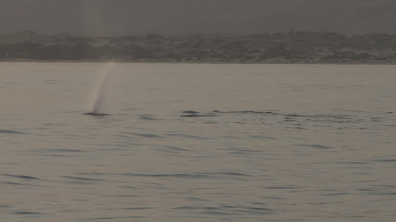 Breezy ocean view with a whale surfacing and spouting water into the air