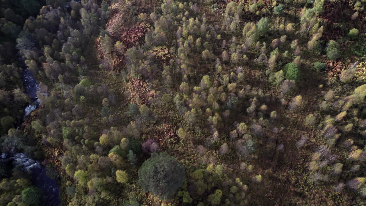 un dron vuela sobre un bosque de abedules y un fragmento aislado del antiguo bosque de pinos caledonios en otoño