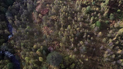 un dron vuela sobre un bosque de abedules y un fragmento aislado del antiguo bosque de pinos caledonios en otoño
