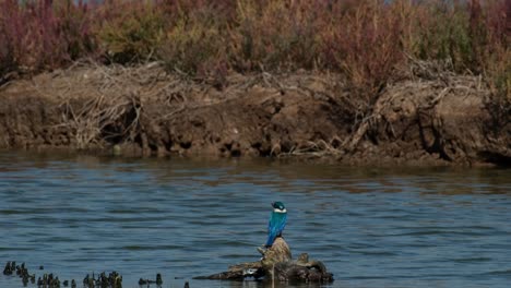 Visto-Desde-Su-Espalda-Mirando-Hacia-Los-Lados-Para-Comer-Cangrejos,-El-Martín-Pescador-De-Collar-Todiramphus-Chloris,-Tailandia