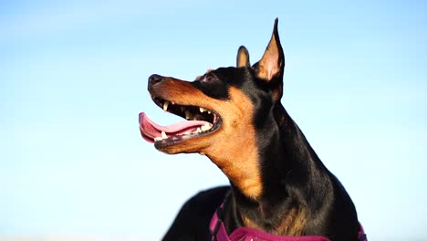 mini pinscher en cámara lenta mirando hacia arriba en un lugar mientras jadea con la lengua del perro colgando de la boca y las orejas de pie en alerta - ángulo bajo capturando la cabeza, cuerpo ligero, cielo azul