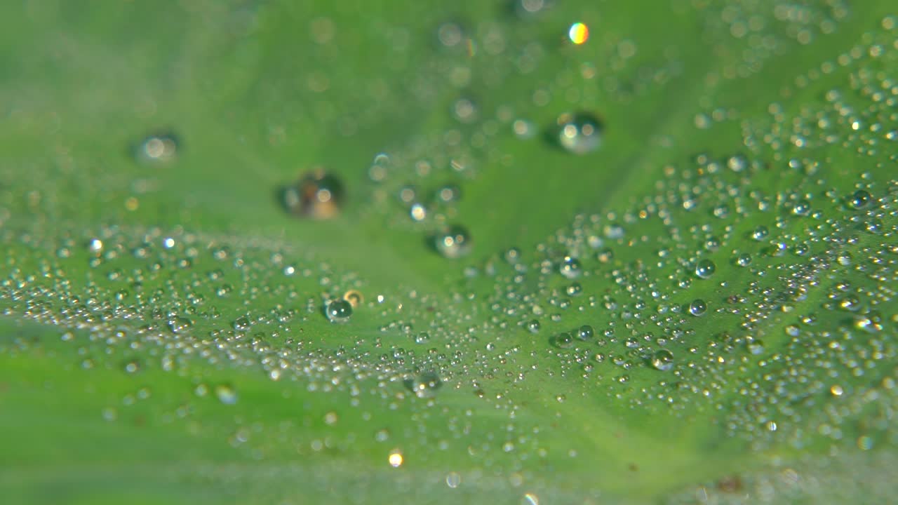 el rocío de la mañana cayó sobre la hoja