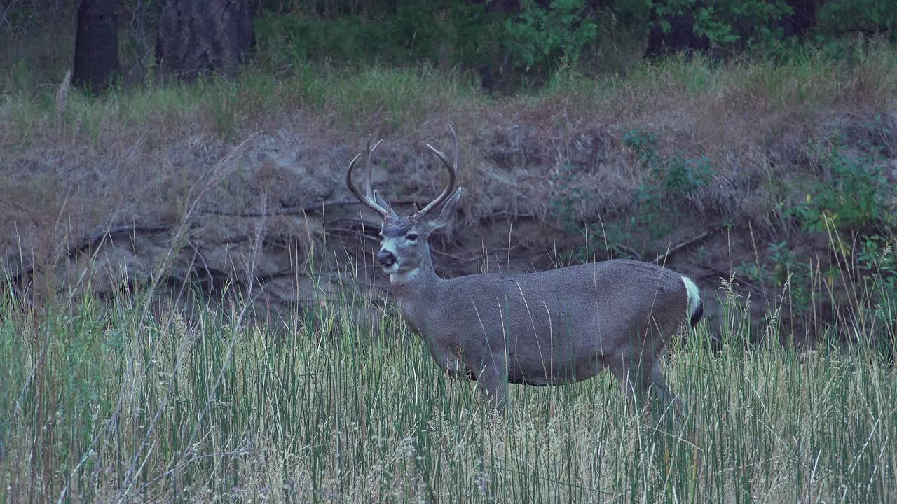un ciervo bura (odocoileus hemionus) con un estante de astas roza durante finales de otoño en un prado del valle de yosemite ca