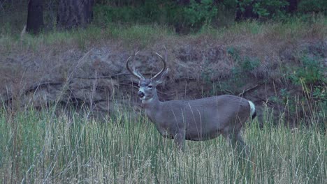 Ein-Maultierhirsch-(odocoileus-Hemionus)-Mit-Einem-Geweih-Grasen-Im-Spätherbst-Auf-Einer-Wiese-Im-Yosemite-Tal-Ca