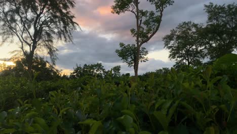 panning shot along the sun setting over dense bushes in sylhet