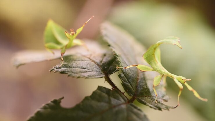 Two green leaf stick insects move very slowly on bramble leaves camouflaged on the leaf, terrarium, exotic specie